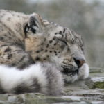 Snow Leopard, By: Sideshow_Matt, Source: flickr, License: by | //creativecommons.org/licenses/by/2.0/