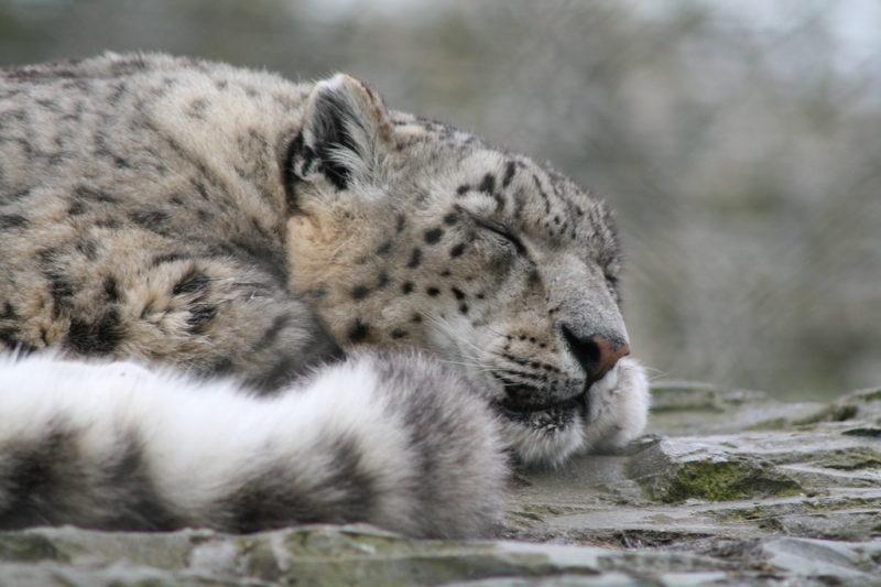 The Ghost in the Mountains: How a Soviet-Era Reserve Became One of the Last Refuges of the Snow Leopard